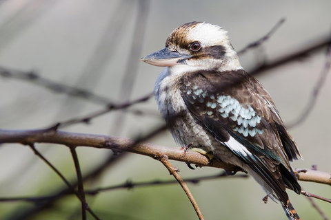Great Ocean Road To Grampians 2 Day 1 Night Tour From Melbourne To Adelaide - Attractions Sydney 4