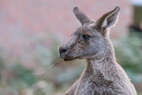 Grampians National Park With Kangaroos And MacKenzie Falls From Melbourne - Attractions Sydney 0