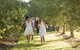 Yarra Valley Wine Tour With Local Harvest Tastings From Melbourne - thumb 0