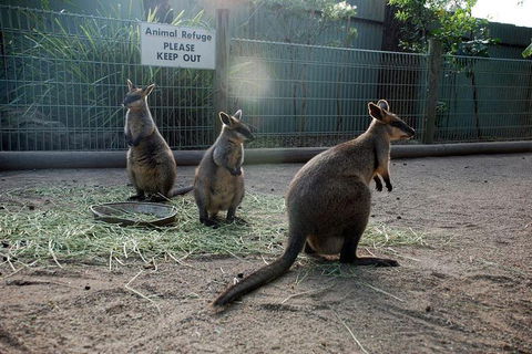 Kangaroos & Koala Encounter Experience (Half Day Private Tour) - Attractions Sydney 2