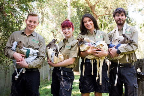 Kangaroos & Koala Encounter Experience (Half Day Private Tour) - Attractions Sydney 3