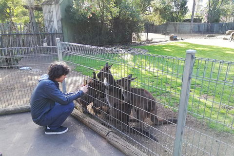 Kangaroos & Koala Encounter Experience (Half Day Private Tour) - Attractions Sydney 4
