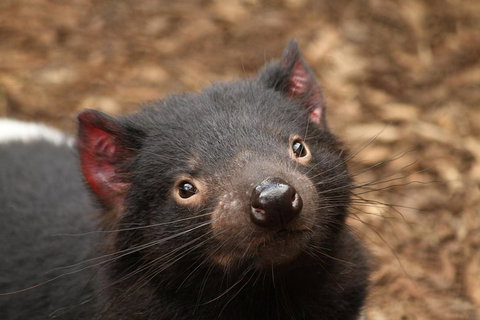 Day Tour In Mt. Field, Mt. Wellington, Bonorong Wildlife Sanctuary And Richmond - Attractions Sydney 4