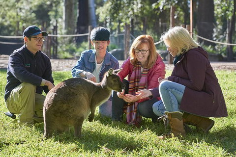 VIP Sanctuary Tour At Healesville Sanctuary Ticket - Attractions Sydney 2