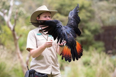 VIP Sanctuary Tour At Healesville Sanctuary Ticket - Attractions Sydney 5