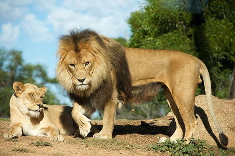 Werribee Open Range Zoo General Admission Ticket - Attractions Sydney 1