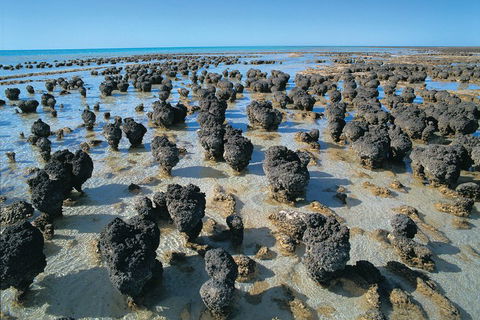 7-Day Exmouth Explorer Via Pinnacles Monkey Mia Ningaloo Reef Returning To Perth - Attractions Sydney 3