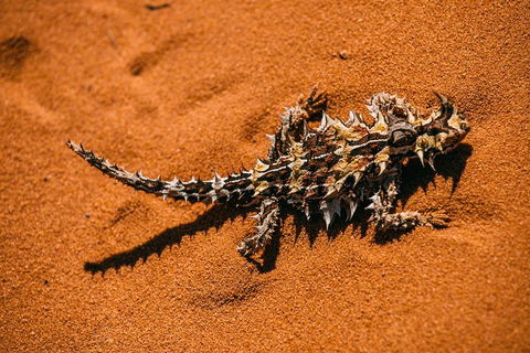 4-Day Coastal Loop Via Monkey Mia Wild Dolphins Kalbarri Pinnacles Perth Return - Attractions Sydney 5