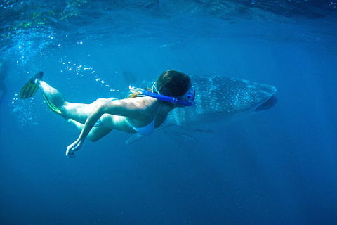 6-Day Coral Coaster From Perth To Exmouth One-Way Via Monkey Mia Ningaloo Reef - Attractions Sydney 3