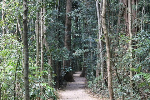 Eumundi Markets And Sunshine Coast Day Trip From Brisbane - Attractions Sydney 4