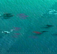 40-45 Minute Port Stephens and Stockton Beach Helicopter Flight - For 2 - Attractions Sydney