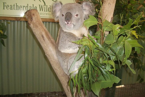 Blue Mountains Private Tour With Wildlife Park And River Cruise - Attractions Sydney 5