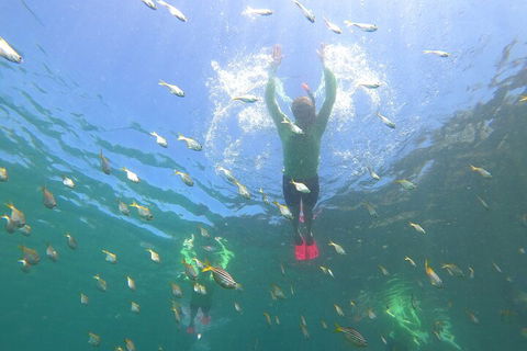 Manly Snorkel Trip And Nature Walk With Local Guide - Attractions Sydney 0