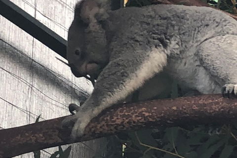 Perth Hills - Wildlife, Art & Gastronomy - Attractions Sydney 3