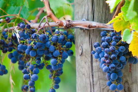 Yarra Valley, Dandenong Ranges Inc. Lunch With Wine,plus Morning Tea,chocolate - Attractions Sydney 0