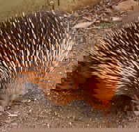Puffing Billy And Healesville Sanctuary Scenic Tour - Attractions Sydney