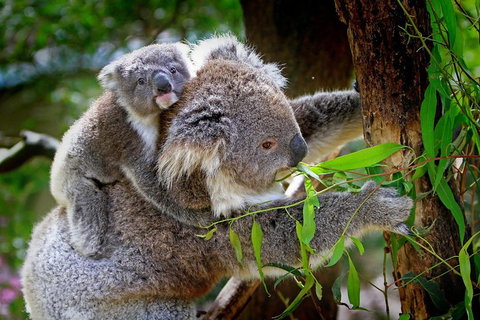 Private One Day Great Ocean Road Tour - Attractions Sydney 2
