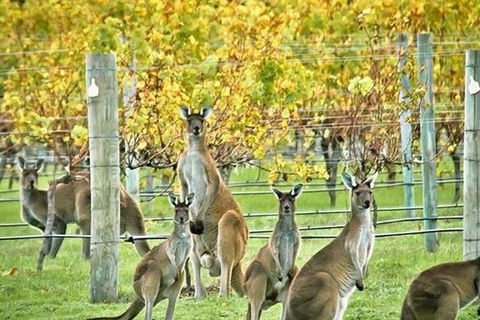 Margaret River Indulge And Discover Day Tour - Attractions Sydney 0