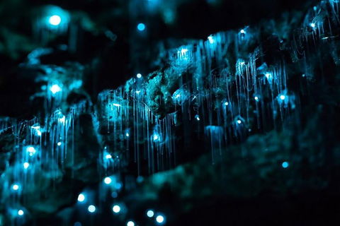 Hinterland Magic & Glow-worm Experience - Attractions Sydney 1