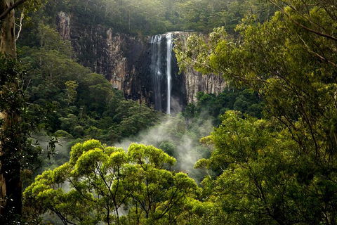 Hinterland Magic & Glow-worm Experience - Attractions Sydney 4