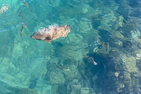 Aquascene Magnetic Island Discovery Tour - Attractions Sydney 1