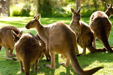 Melbourne City Card (3 Days): Visit Unlimited Attractions! - Attractions Sydney 4