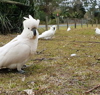 Kiama South Coast Tour with Coastline Farmlands Aboriginal Engravings  Lunch - Attractions Sydney