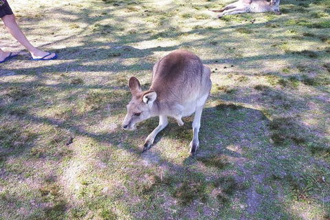 Private & Fully Guided 4-day Sydney Tour Package - Attractions Sydney 5