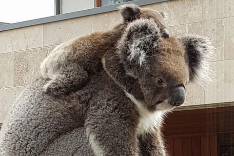 Adelaide Shore Excursion: Adelaide City Tour By Private Limo - Attractions Sydney 4