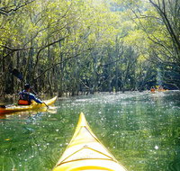 Middle Harbour Mangrove Explorer - Attractions Sydney