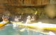 Middle Harbour Mangrove Explorer - thumb 1