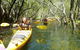 Middle Harbour Mangrove Explorer - thumb 4