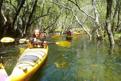 Middle Harbour Mangrove Explorer - Attractions Sydney 4