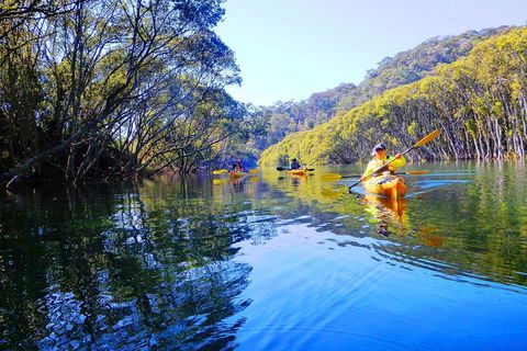 Middle Harbour Mangrove Explorer - Attractions Sydney 5