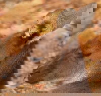 Australian animals Seascape and Sunset Photography Tour - Attractions Sydney