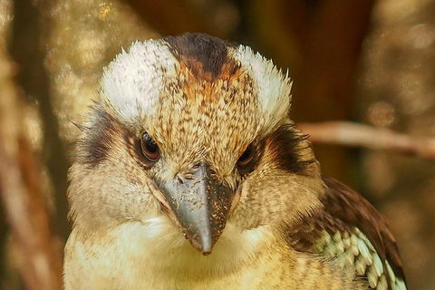 Australian Animals, Seascape And Sunset Photography Tour - Attractions Sydney 3