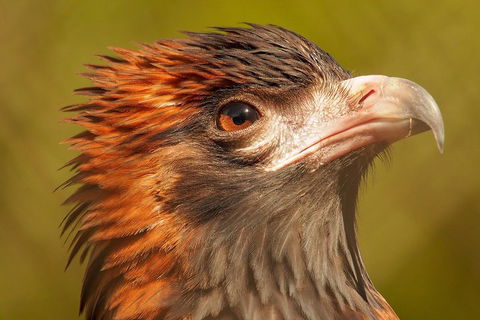 Australian Animals, Seascape And Sunset Photography Tour - Attractions Sydney 4