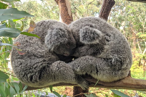 Central Coast Explorer With 'Personalised Sydney Tours' - Attractions Sydney 5