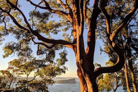 Manly & Sydney's Northern Beaches With 'Personalised Sydney Tours' - Attractions Sydney 4