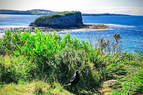 Erupting Blowholes And Ancient Rainforests With 'Personalised Sydney Tours' - Attractions Sydney 3