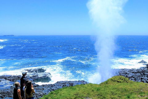 Erupting Blowholes And Ancient Rainforests With 'Personalised Sydney Tours' - Attractions Sydney 5