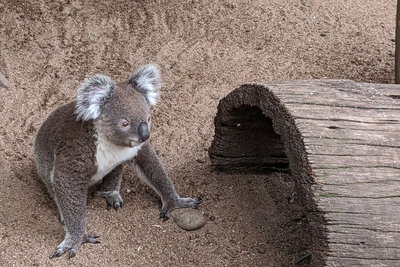 Australian Wildlife  Waterfalls Private Tour with 'Personalised Sydney Tours'