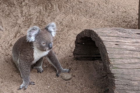 Australian Wildlife & Waterfalls Private Tour With 'Personalised Sydney Tours' - Attractions Sydney 0