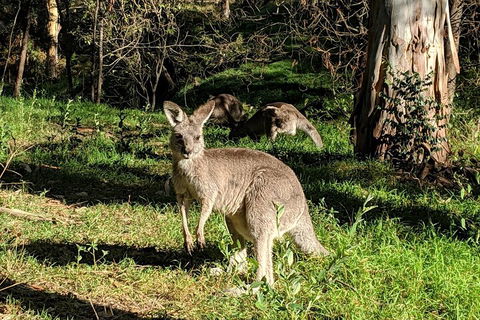 Australian Wildlife & Waterfalls Private Tour With 'Personalised Sydney Tours' - Attractions Sydney 3