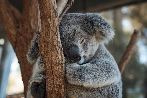 Sydney Taronga Zoo General Entry Ticket - Attractions Sydney 3