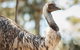 Sydney Taronga Zoo General Entry Ticket - thumb 4