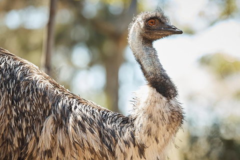 Sydney Taronga Zoo General Entry Ticket - Attractions Sydney 4