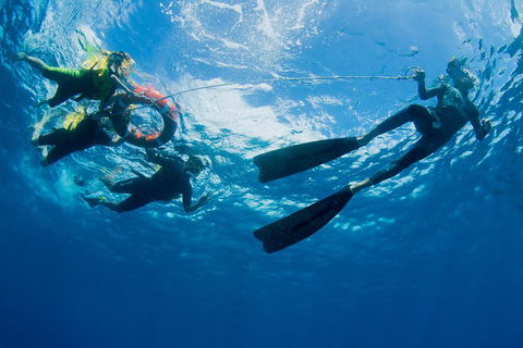 Passions Of Paradise Great Barrier Reef Snorkel And Dive Cruise From Cairns By Luxury Catamaran - Attractions Sydney 2