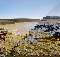 Kangaroo Island Personal Group Tours - Attractions Sydney