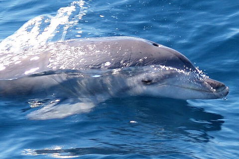 Jervis Bay Dolphin Watch Cruise - Attractions Sydney 0